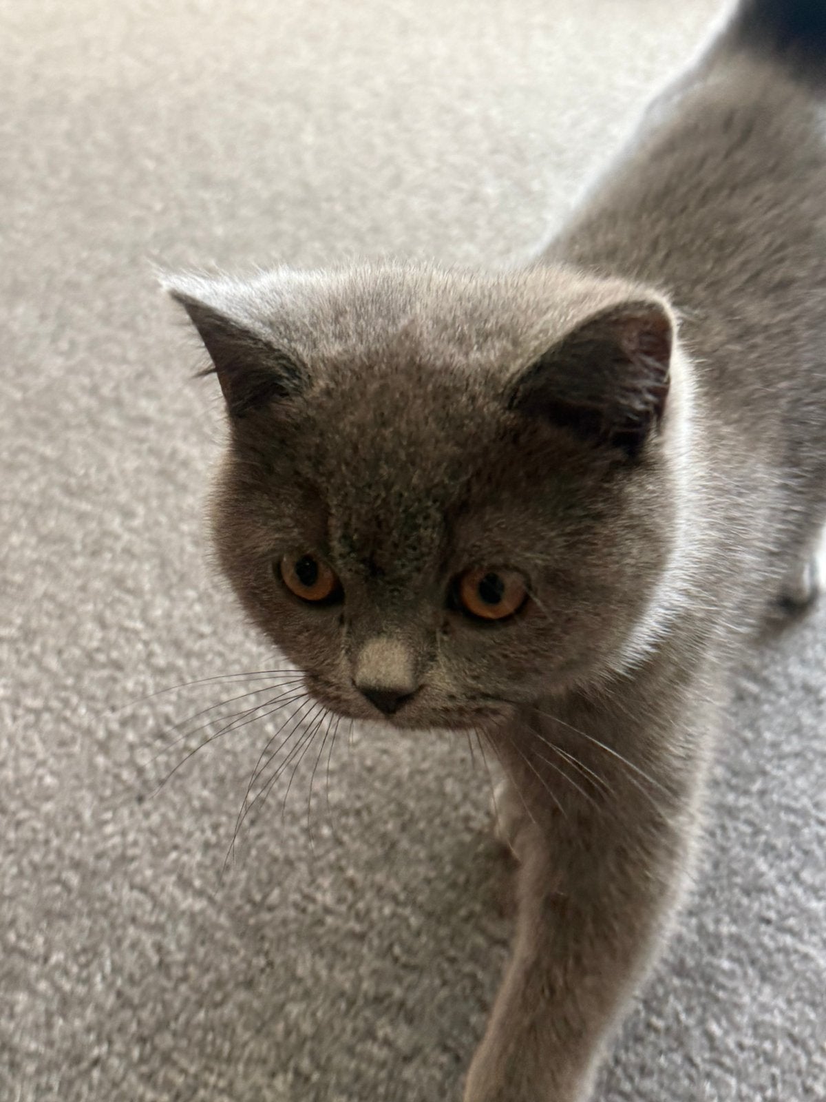 Britse korthaar, Poes, Ontwormd, 0 tot 2 jaar