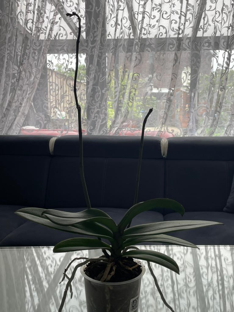 Orchidee plant, Ophalen