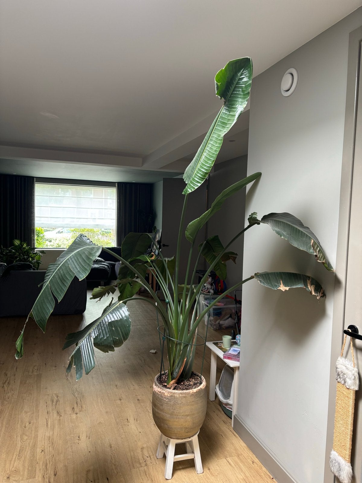 Grote Strelitzia Nicolai - Paradijsvogelplant, Huis en Inrichting, Kamerplanten, 200 cm of meer, Overige soorten, Ophalen of Verzenden