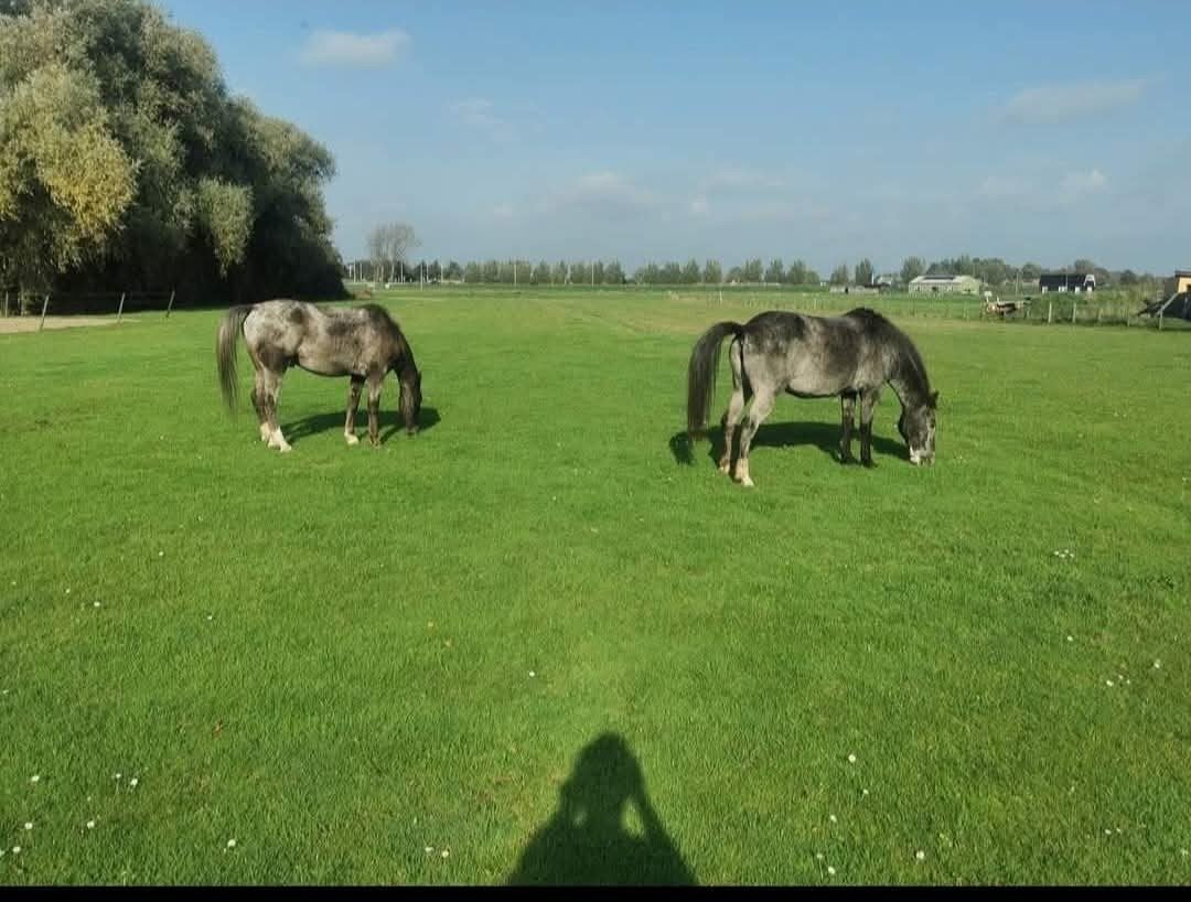 privé paradijsje 24/7 uitloop, Dieren en Toebehoren