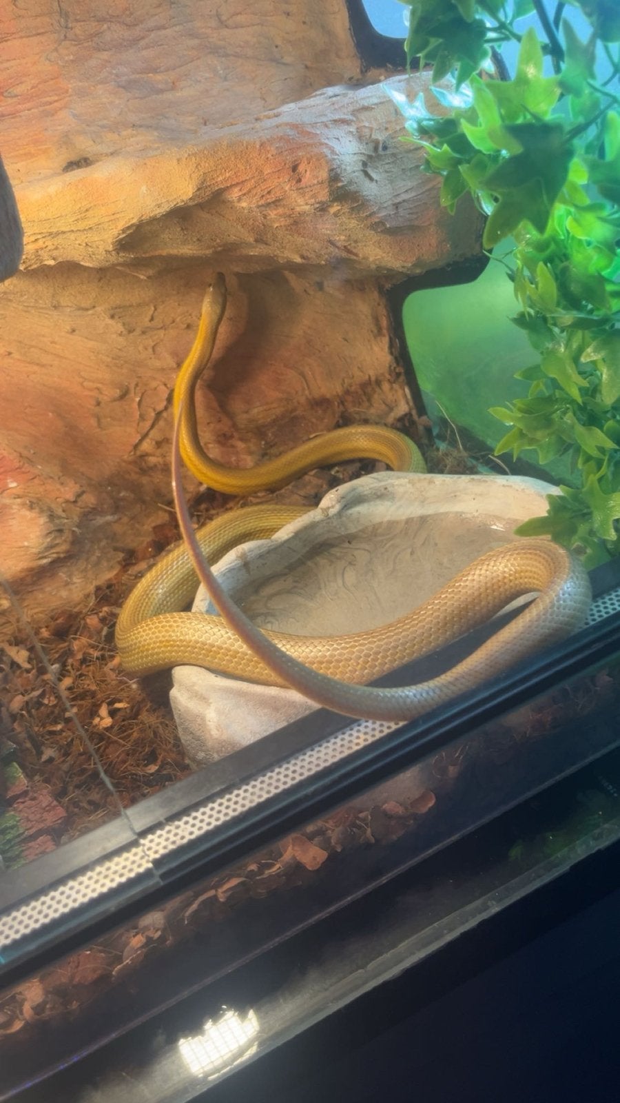 Gele rattenslang Rat Snake - male for sale from Cindy De Smet