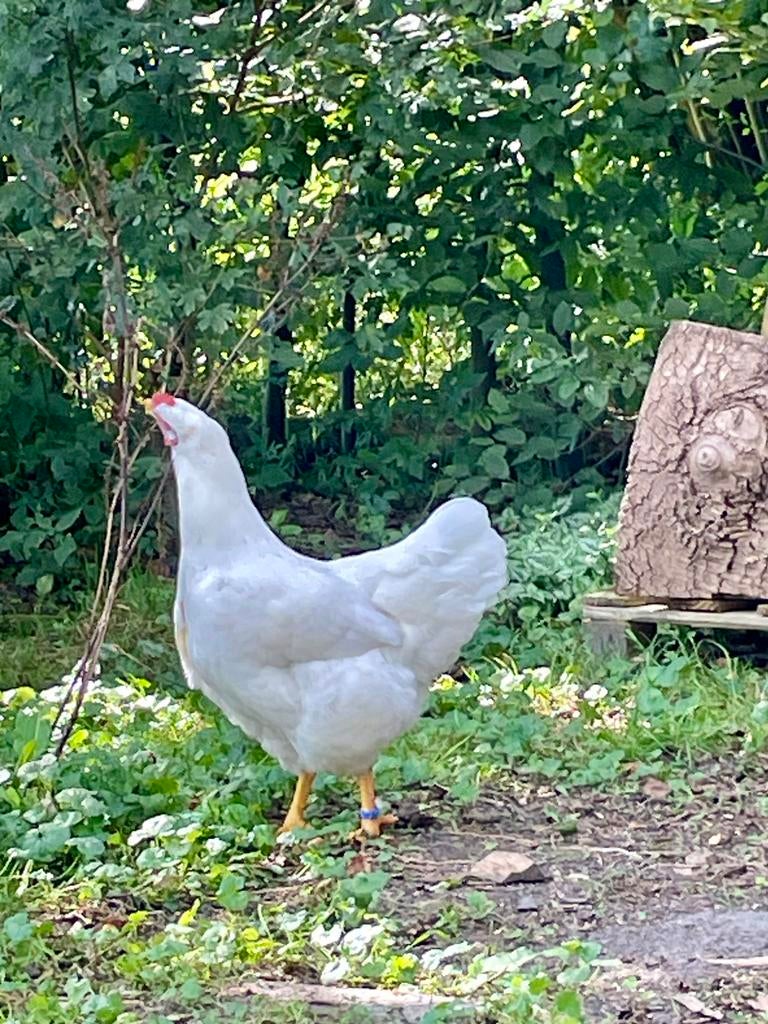 Broedeieren Barnevelder groot, Dieren en Toebehoren, Pluimvee, Geslacht onbekend, Kip