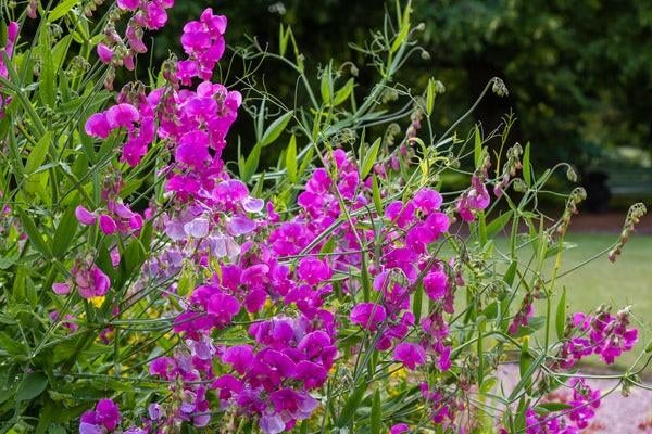 Lathyrus Latifolius Zaden, Vaste Plant met Zomerbloemen, Ophalen of Verzenden