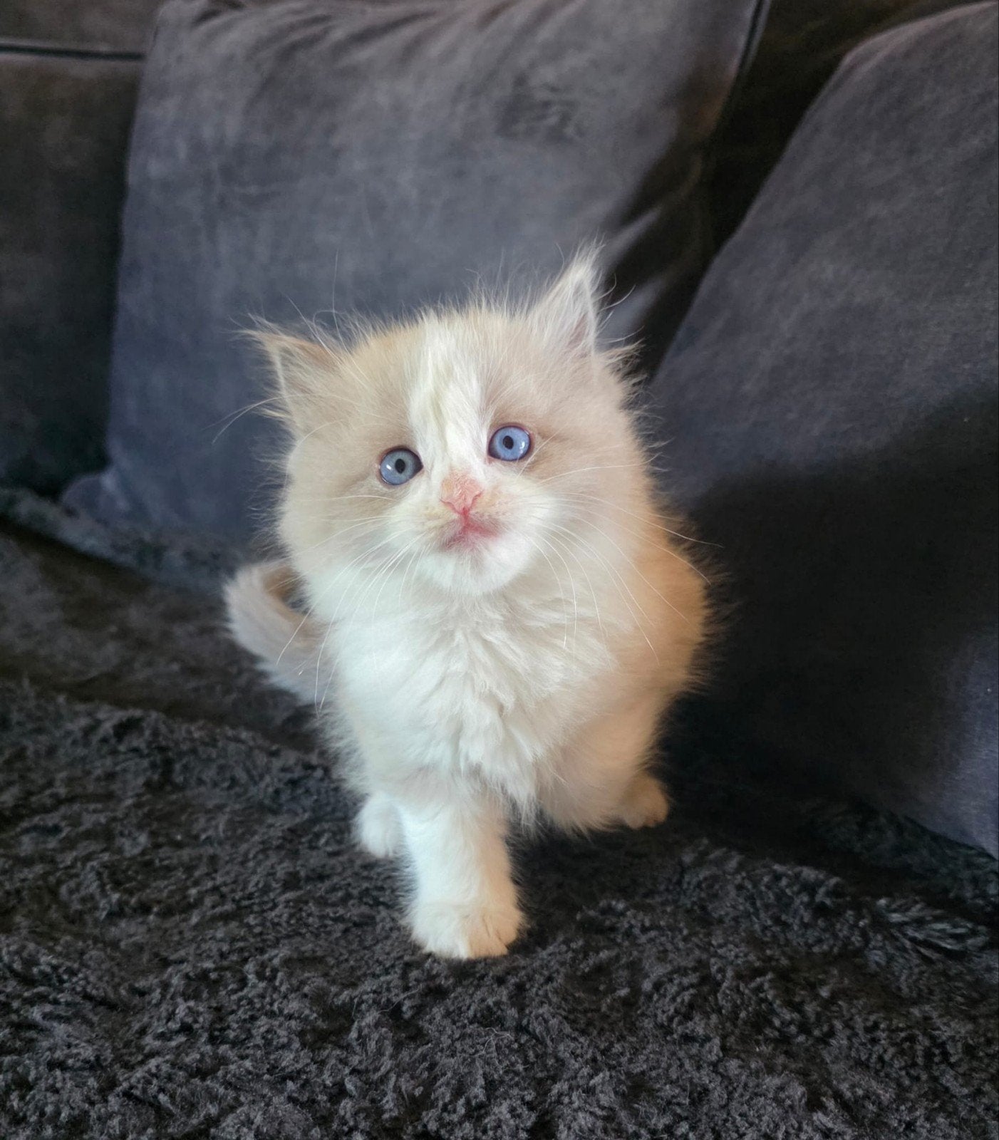 lieve ragdoll kittens zoeken een gouden mandje, Meerdere dieren, Ontwormd