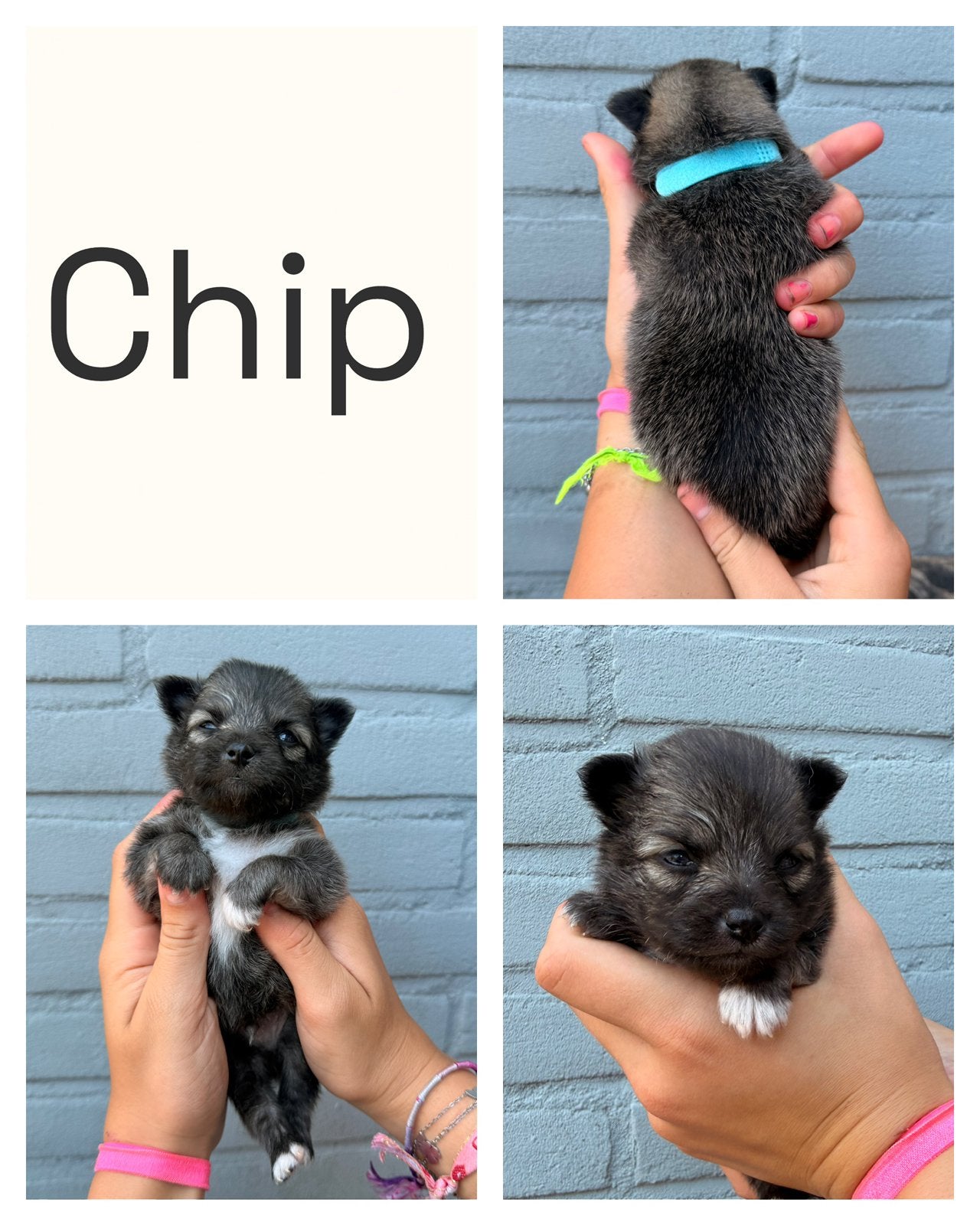 Pomchi puppy Pomeriaan x Chihuahua, Parvo, Overige rassen, 8 tot 15 weken, Meerdere