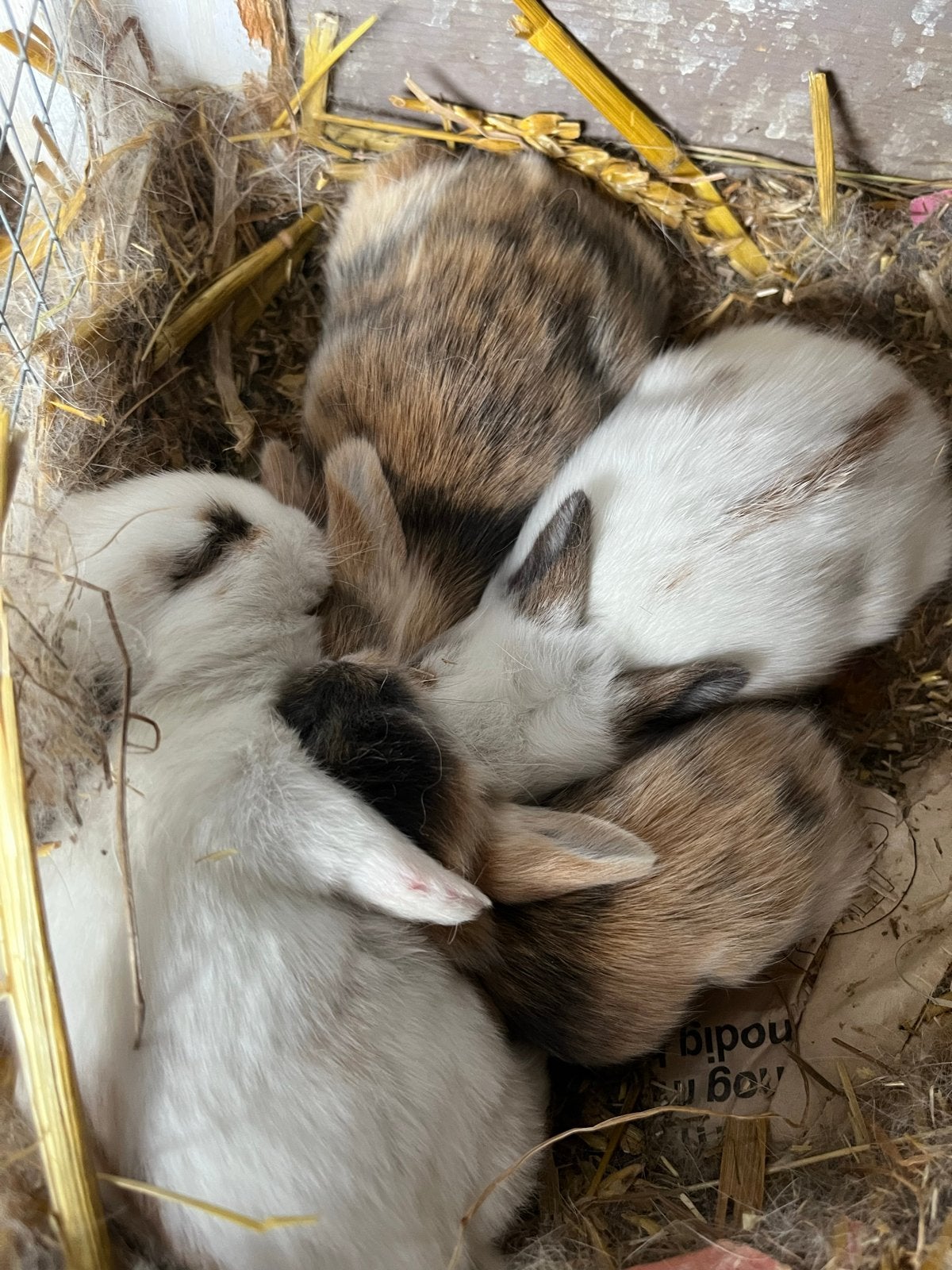 4 jonge leeuwenkop konijntjes, Dieren en Toebehoren, Konijnen, Geslacht onbekend