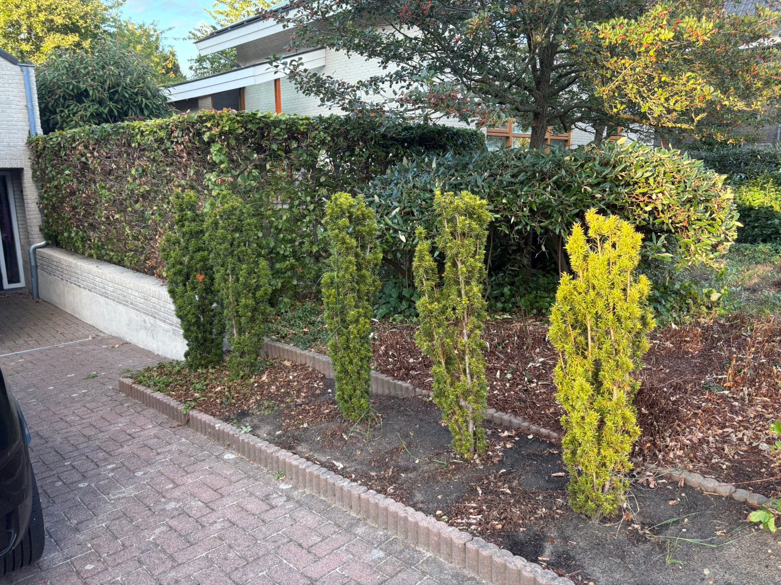 Taxus 5x, Ophalen, Taxus, Minder dan 100 cm