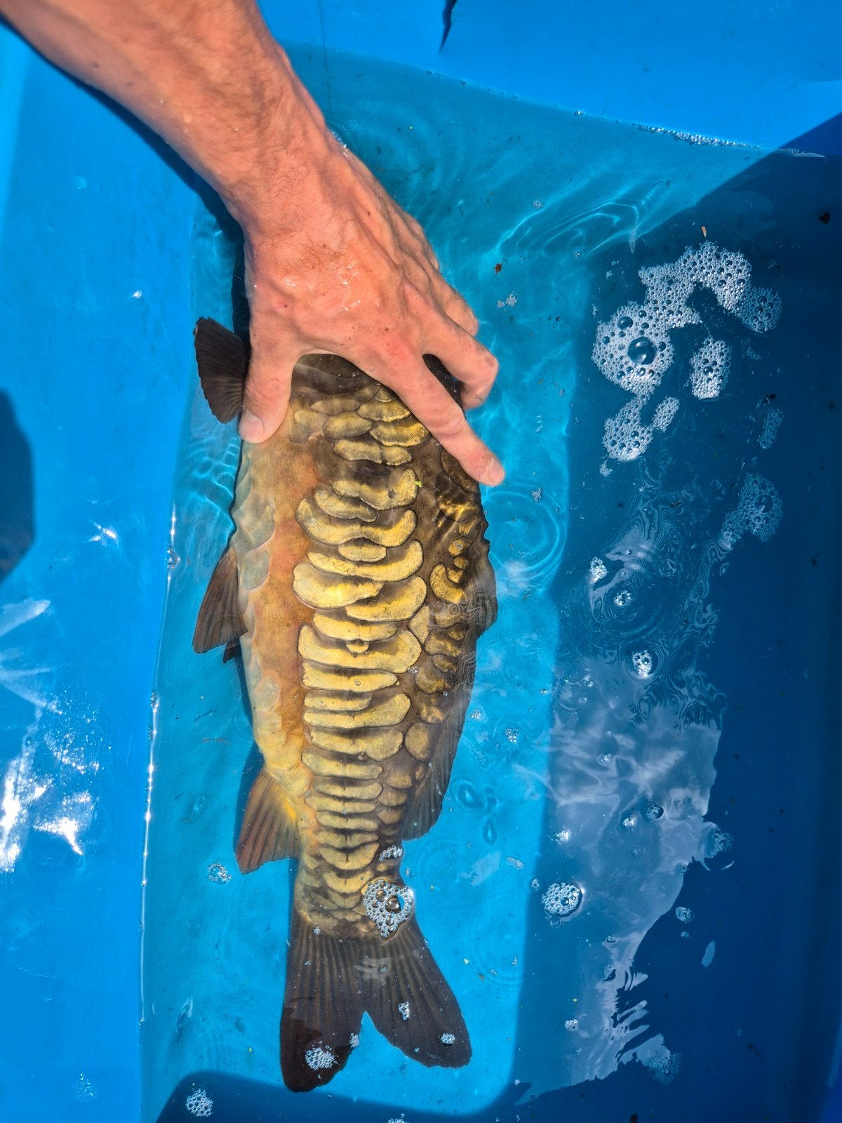 Spiegelkarper, Dieren en Toebehoren, Vissen | Vijvervissen, Karper of Koi