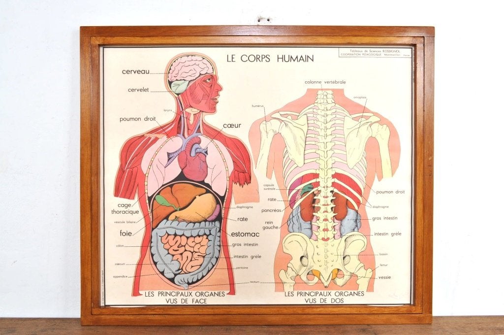 Vintage schoolkaarten 22x wissellijst anatomie Rossignol