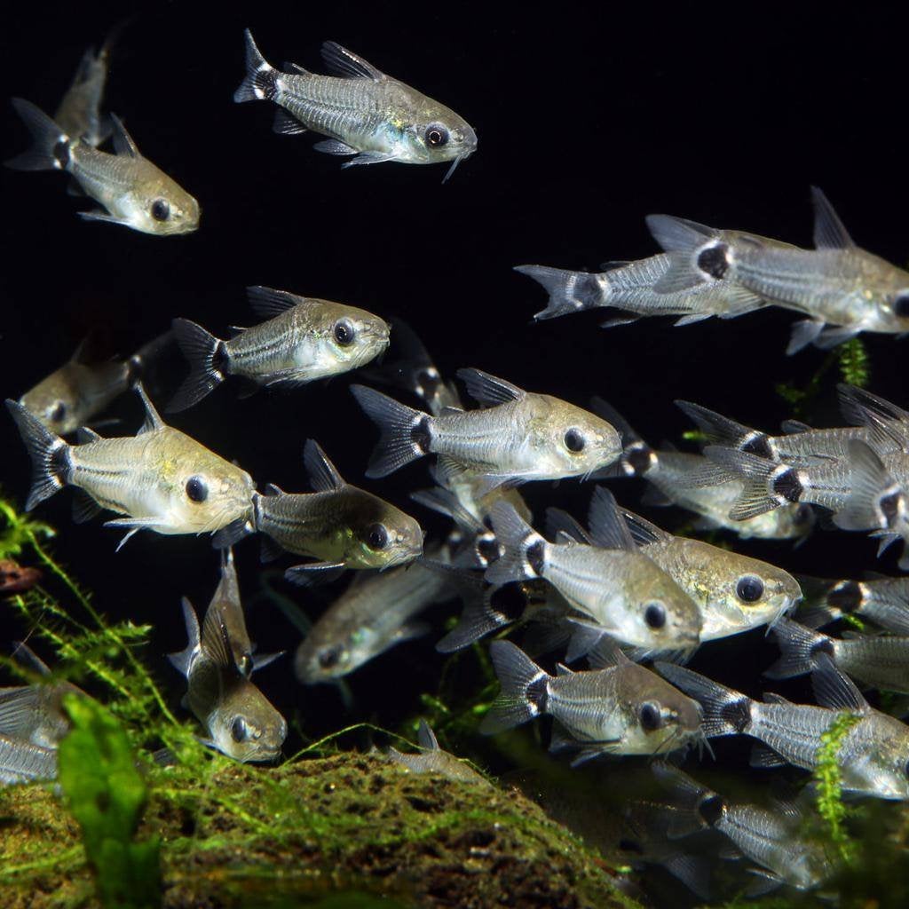 Corydoras hastatus – Dwergpantsermeerval ( 1,5 cm), Vis, Zoetwatervis, Schoolvis