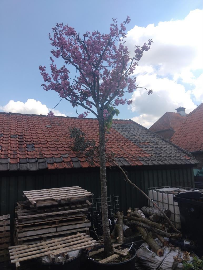 Bloeiende sierkers met roze bloesem., Tuin en Terras, Planten | Bomen, Ophalen of Verzenden, Lente, Volle zon, Overige soorten