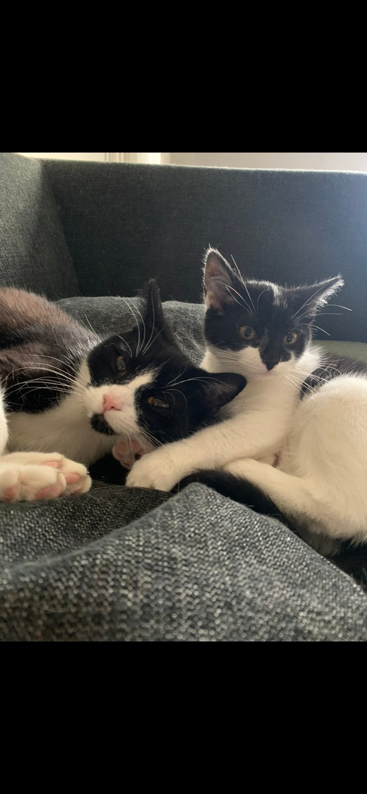 Moeder en dochter zoeken een nieuw thuis, Poes