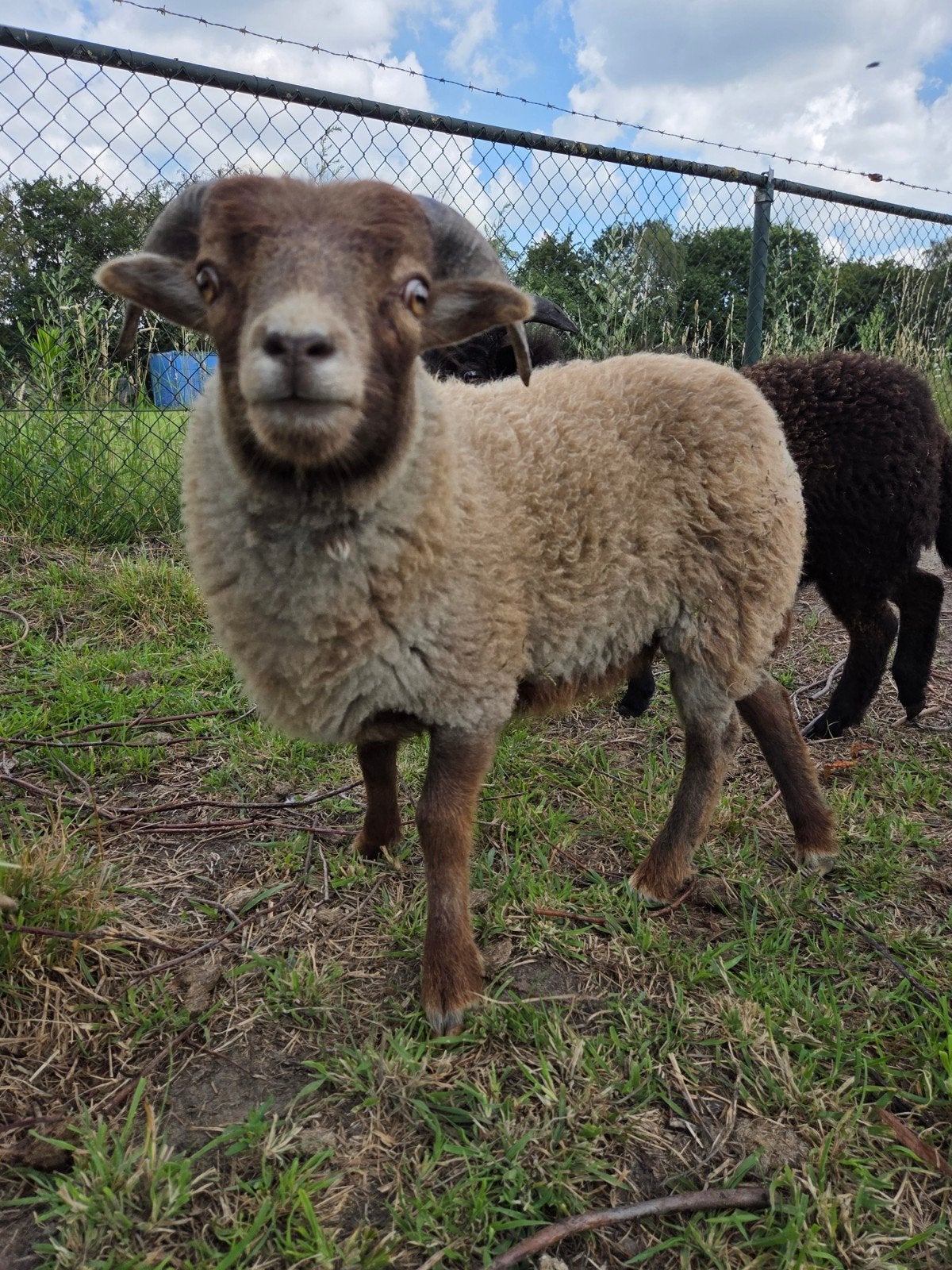 Oussant schapen, Dieren en Toebehoren, Schapen, Geiten en Varkens, Meerdere dieren, Schaap, 0 tot 2 jaar