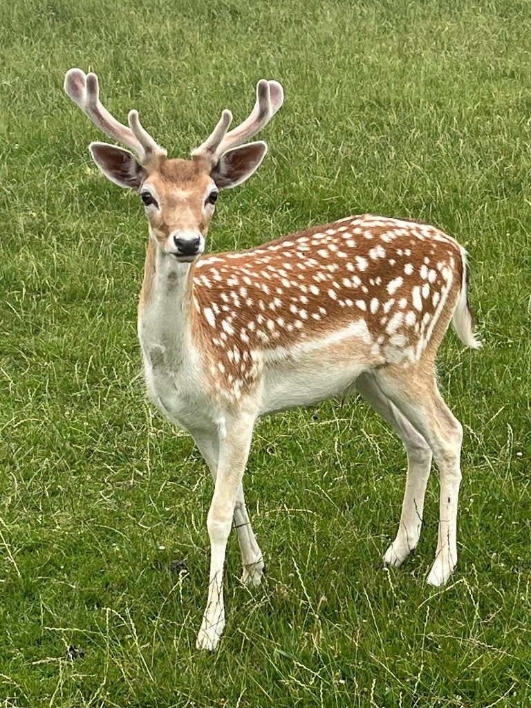 Herten bokje zoekt fijne nieuwe weide (Gratis af te halen), Dieren en Toebehoren, Overige Dieren, Juni, Mannelijk