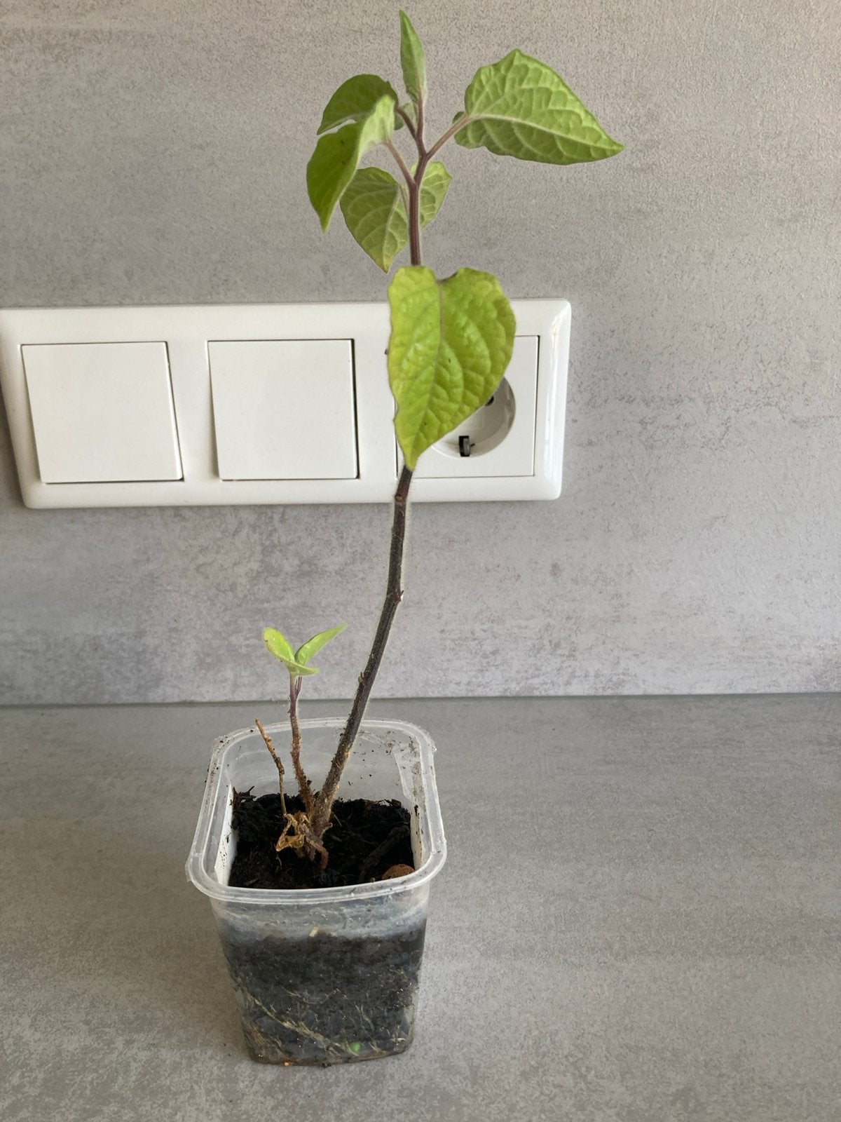 Ananaskers plantje - Physilas Peruviana, Tuin en Terras, Ophalen, Volle zon, Eenjarig, Zomer