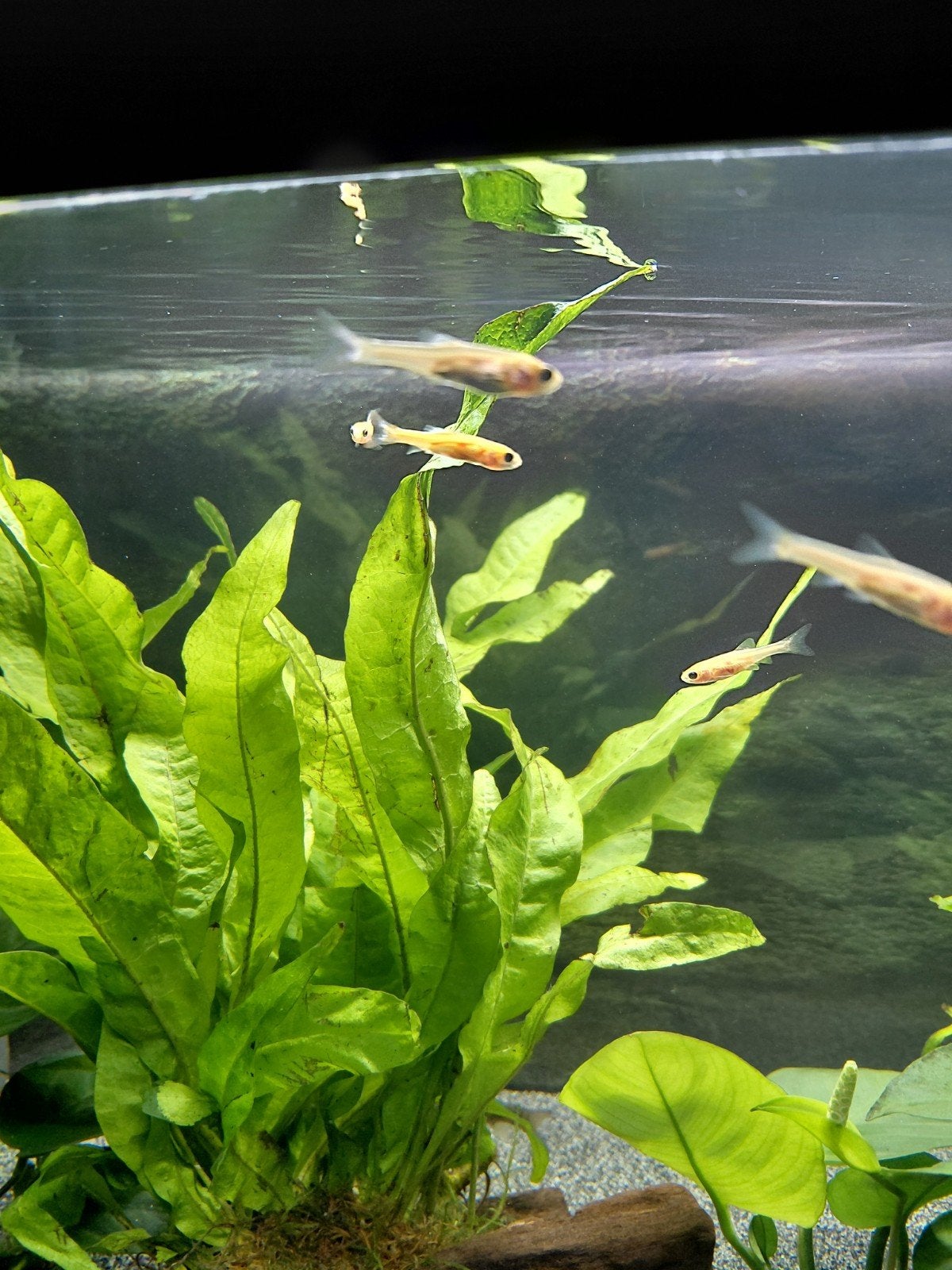 Gratis 3 visjes voor koudwater aquarium, Vis