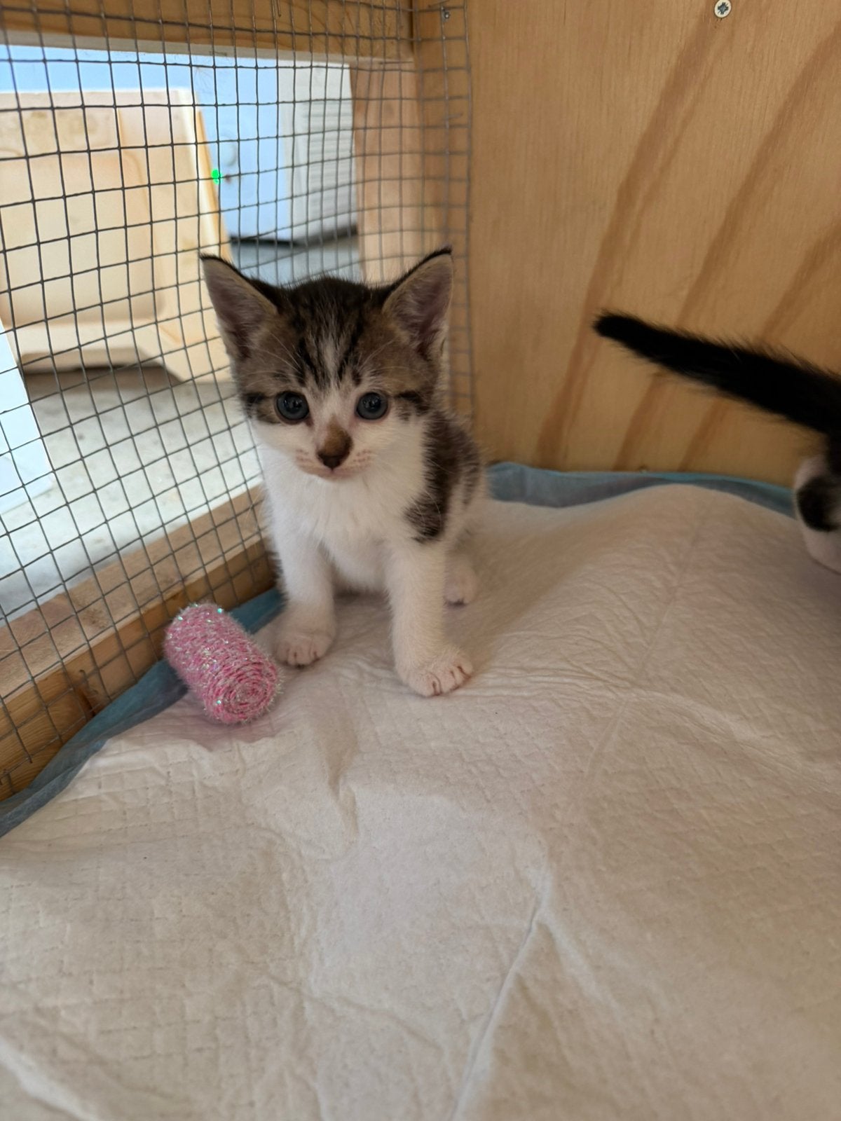 Lieve kittens, Meerdere dieren