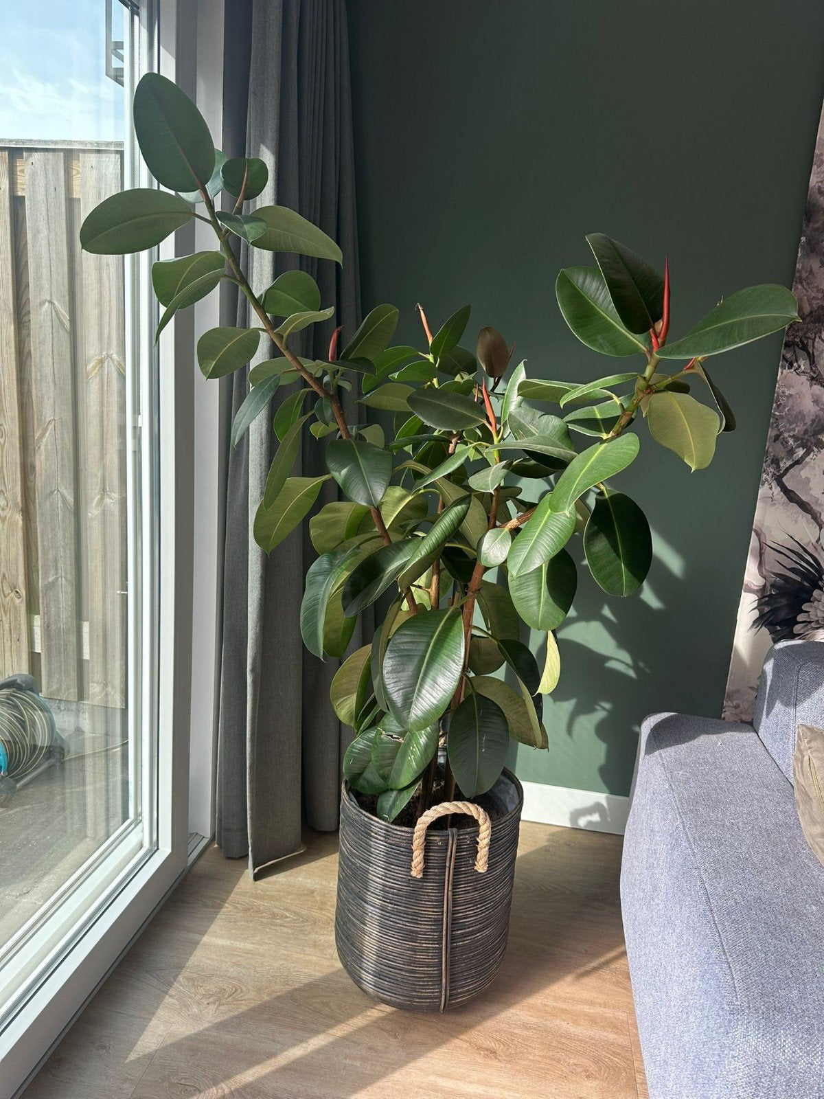 Kamerplant Ficus Elastica, Huis en Inrichting, Ophalen, Ficus, 100 tot 150 cm, Halfschaduw