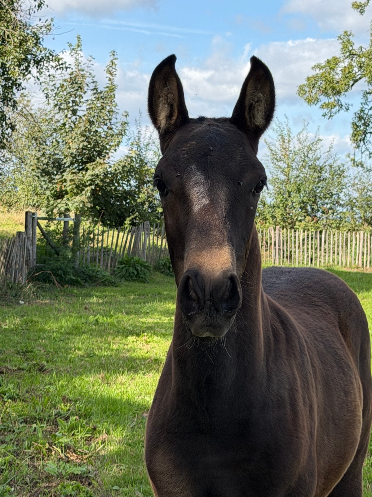 Lusitano hengstveulen, Met stamboom, Minder dan 160 cm, Niet van toepassing, Dressuurpaard