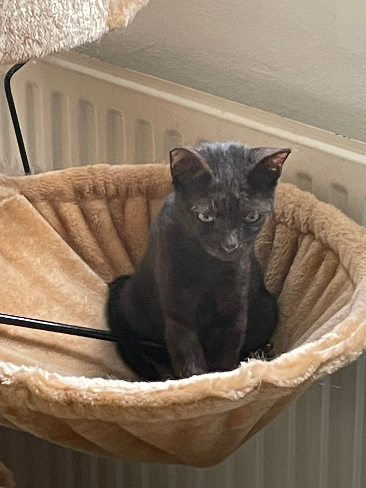 Oscar 4 mnd geënt , gechipt , bij gastgezin in adam, Kater