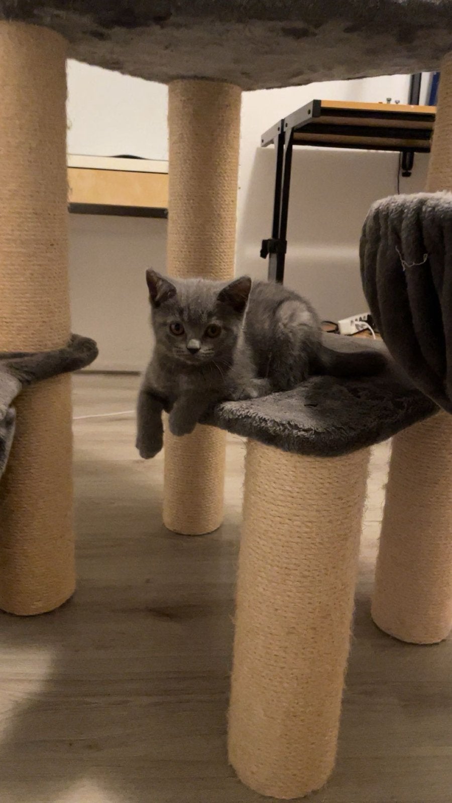 Prachtige britse korthaar kittens ( mannetje ), Dieren en Toebehoren, Kater