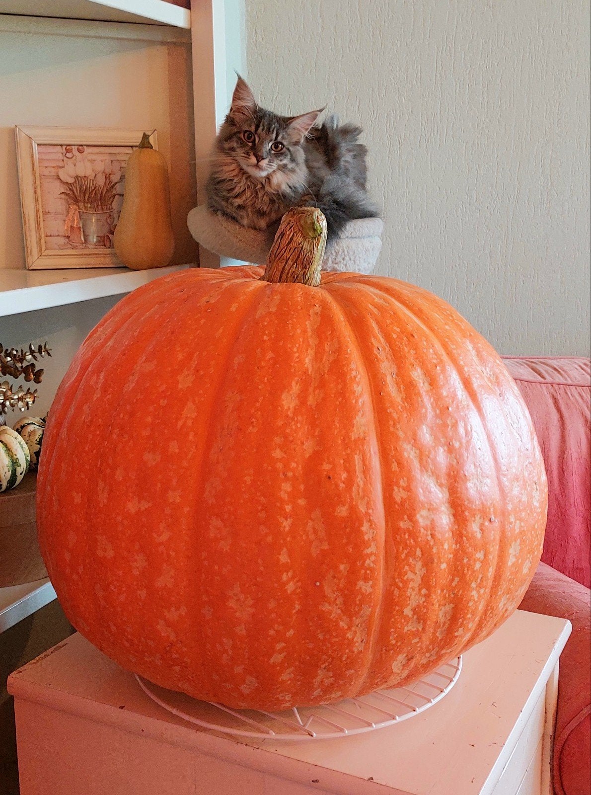 maine coon 100% kitten meisje herplaatser, Poes, Ontwormd, 0 tot 2 jaar