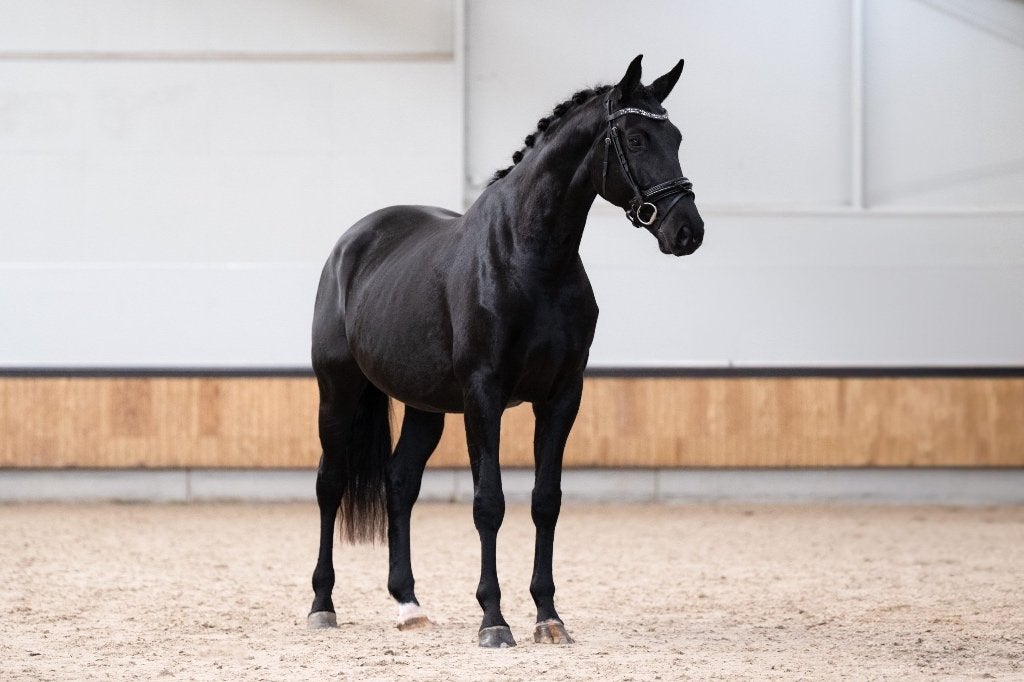 Paarden, Dieren en Toebehoren, Merrie, Met stamboom, Dressuurpaard, 170 tot 175 cm