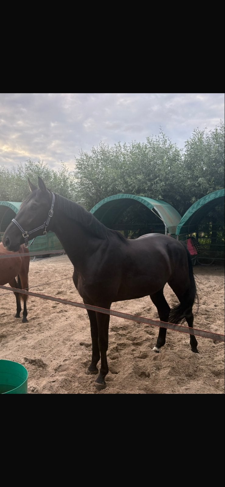 Sunny boy ️   Sammy boy x harley vdl, Dieren en Toebehoren, Springpaard, Met stamboom, Ruin, Zadelmak