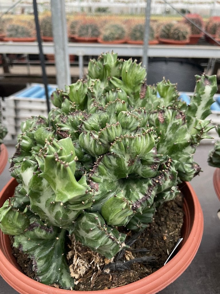 Cactus Euphorbia Lactea cristaat in de 23cm schaal, Minder dan 100 cm, Bloeiende kamerplant, Halfschaduw, Ophalen of Verzenden