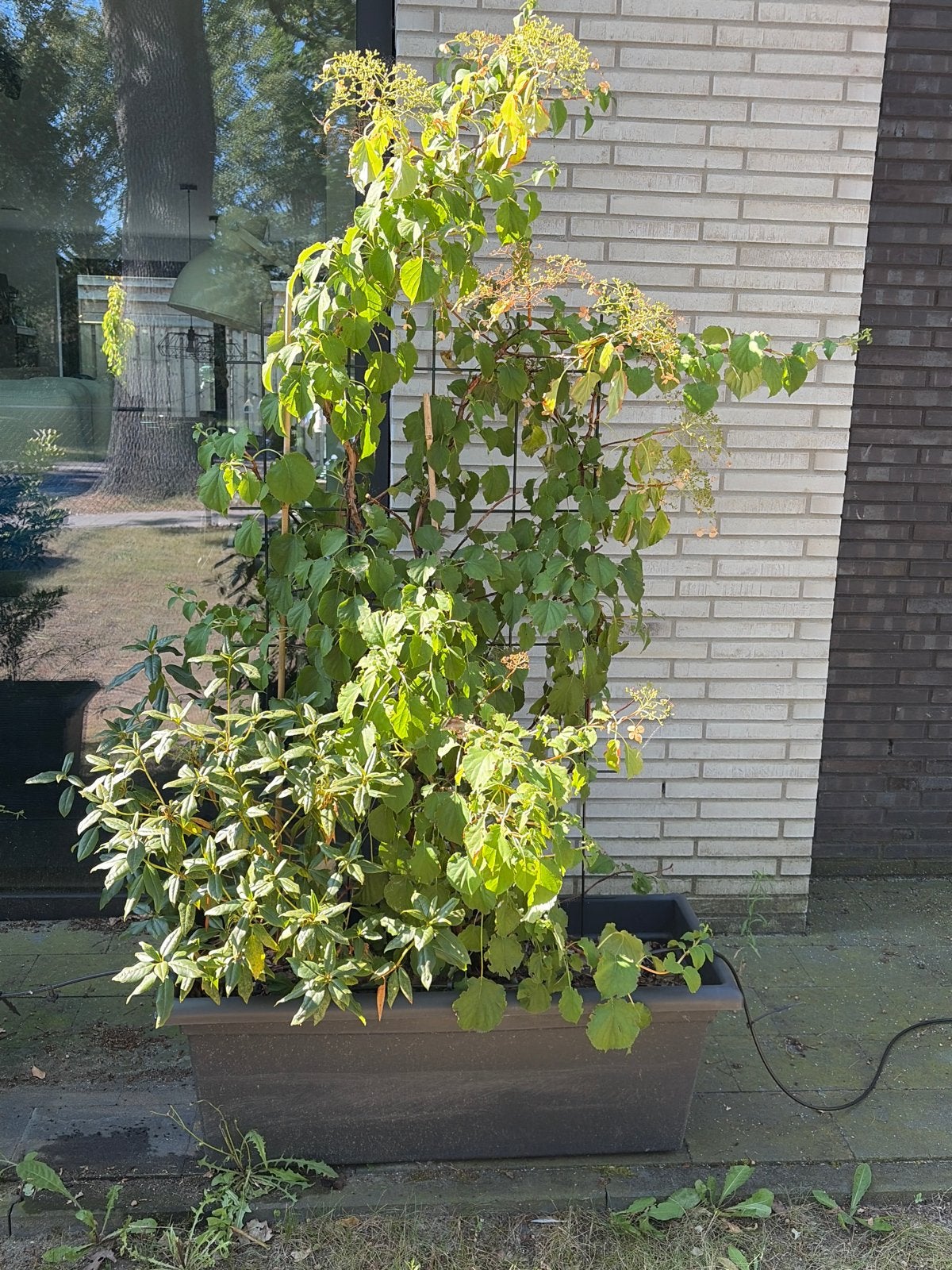 Prachtige buiten planten bak, Tuin en Terras, Ophalen, Kunststof, Gebruikt, 100 cm of meer