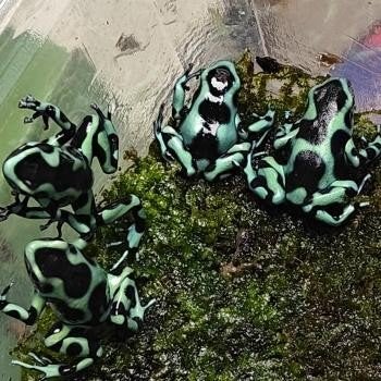 Dendrobates auratus Frog photo 6