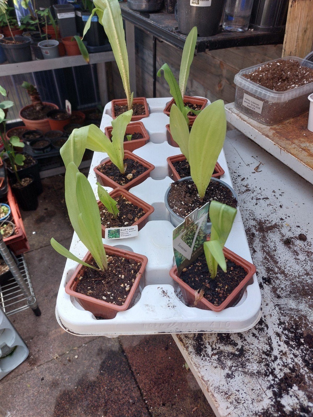 Eucomis bicolor - Kuiflelie plantjes - Exotische plant, Ophalen of Verzenden, Overige soorten, Halfschaduw