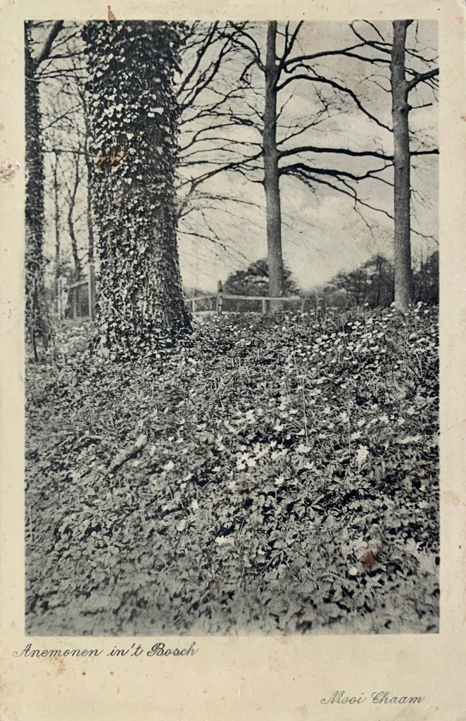 Chaam, Anemonen in het Bosch, jaren '20, Verzenden, 1920 tot 1940, Ongelopen, Noord-Brabant