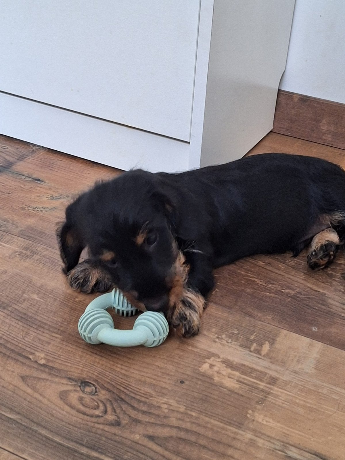 Te koop; Ruwharige Black and Tan Dwerg teckel pups., Kaninchen, Parvo, 8 tot 15 weken, Meerdere
