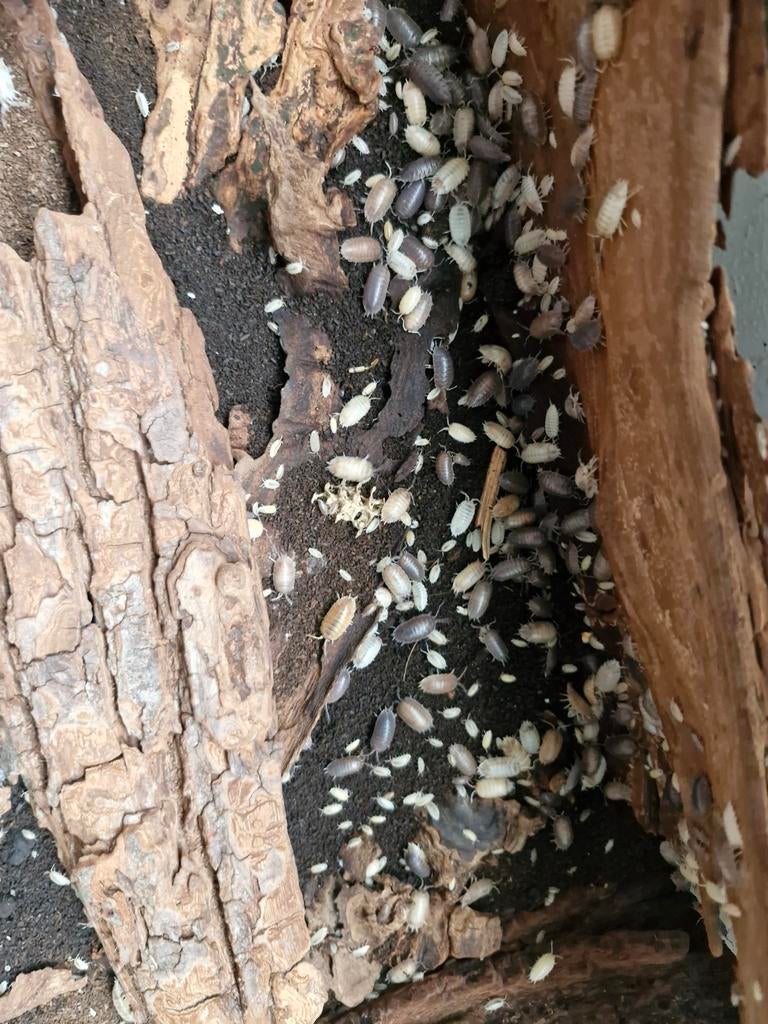 porcellio laevis  Californië  mix, Dieren en Toebehoren