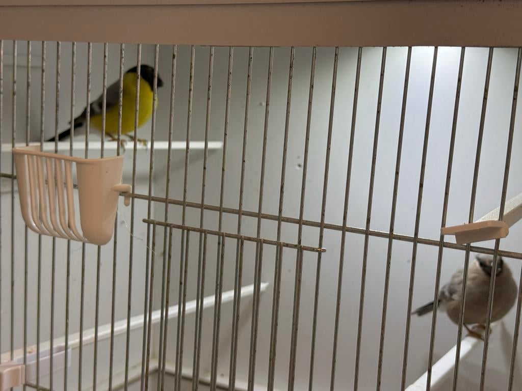 Koppel goudvinken, Meerdere dieren, Wildzangvogel, Geringd