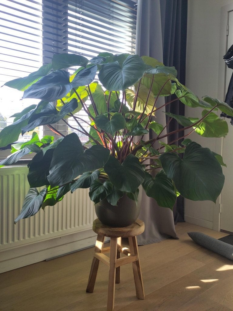 Grote kamerplant (Homalomena) te koop, Ophalen, 100 tot 150 cm, Overige soorten, Halfschaduw