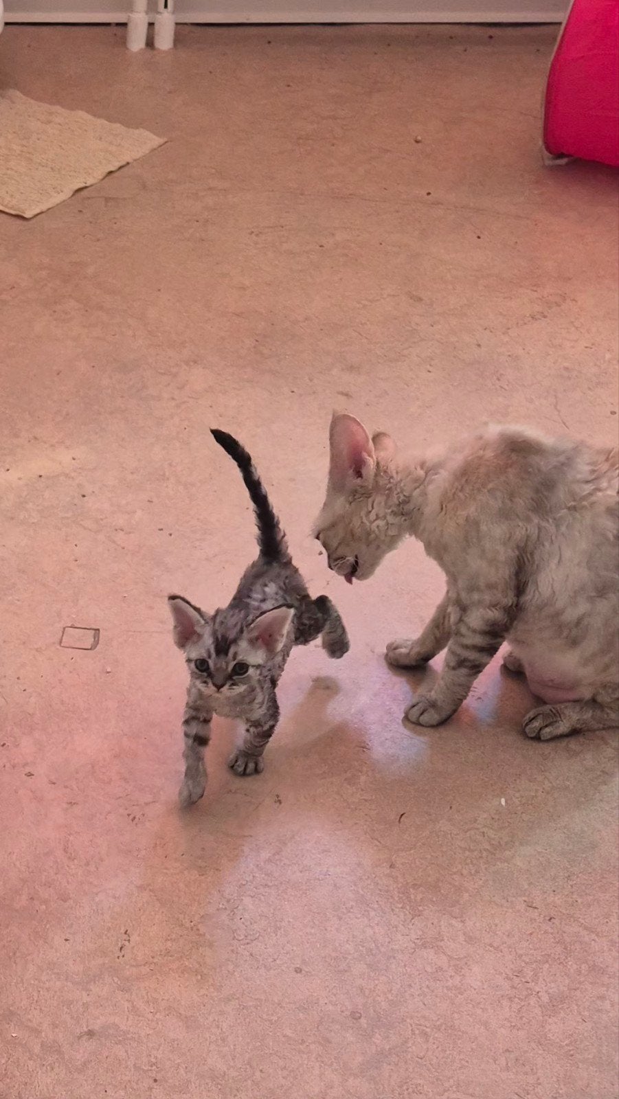 Devon-Rex, Dieren en Toebehoren, Poes, 0 tot 2 jaar