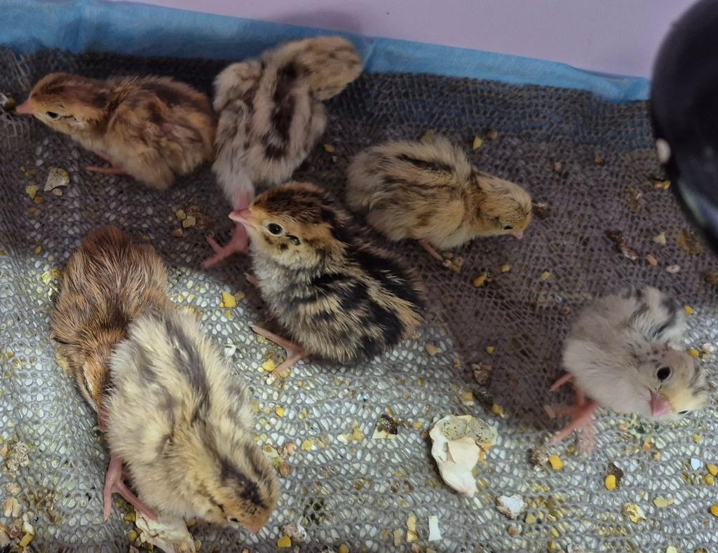 Kwartel, Dieren en Toebehoren, Meerdere dieren, Overige soorten