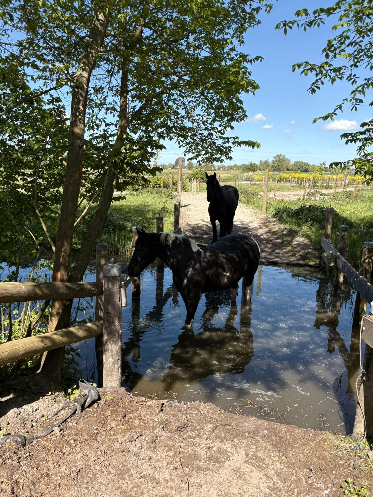 2 plekjes ( pensioen ) vrij op paddock paradise nabij Sneek, Dieren en Toebehoren, Stalling en Weidegang