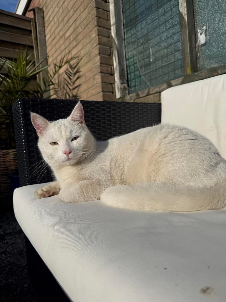 Liefe katter, Dieren en Toebehoren, Katten en Kittens | Overige Katten, Kater