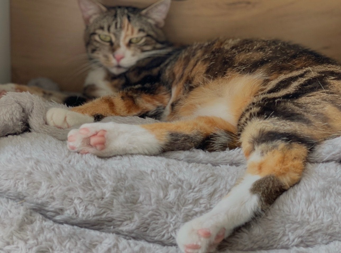 Onze allerliefste mooiste schat, zoekt een nieuw huisje., Poes