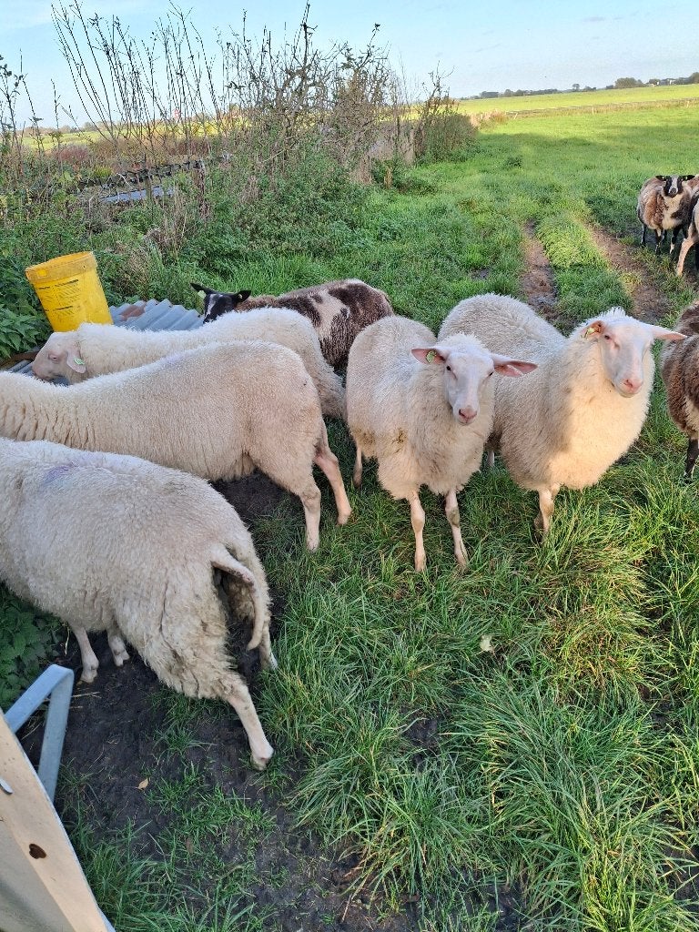 Fries melkschaap ooi lammeren, Dieren en Toebehoren, Vrouwelijk, Schaap, 0 tot 2 jaar