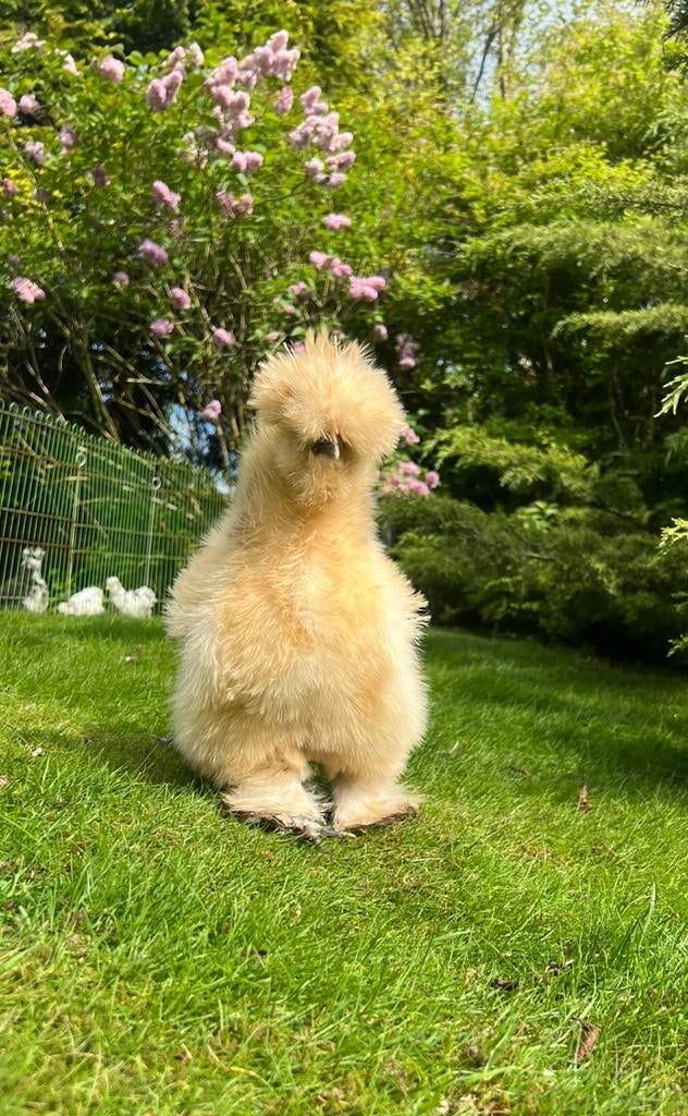 Broedeieren buff USA zijdehoen(der), Dieren en Toebehoren, Pluimvee, Meerdere dieren, Kip