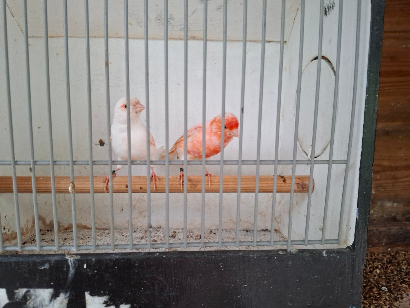 rood mozaiek, Dieren en Toebehoren, Vogels | Kanaries