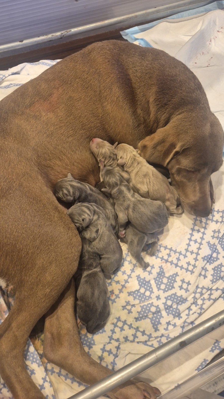 Zeer mooie Labmaraner pups (Labrador x Weimaraner), Parvo, 8 tot 15 weken, Groot, Meerdere