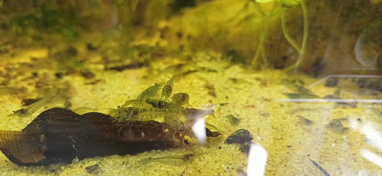 Leuke garnalen voor aquarium