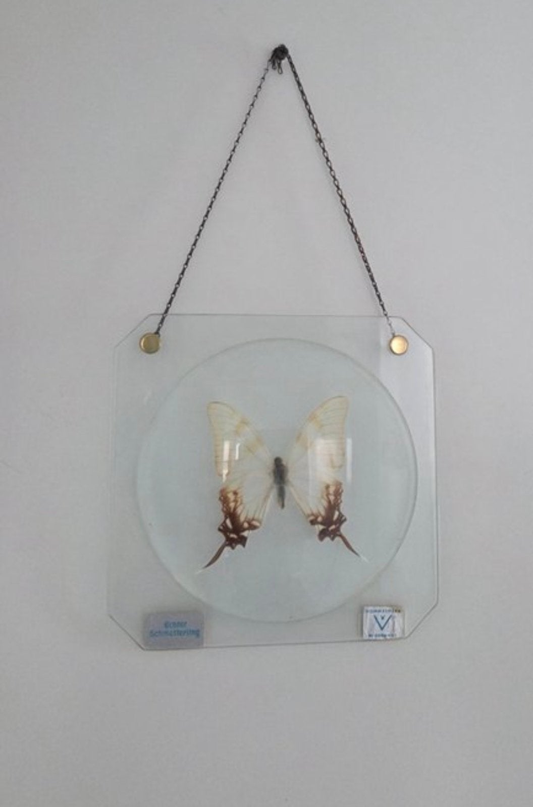 Taxidermie vlinder, Ophalen of Verzenden, Gebruikt, Insect, Opgezet dier
