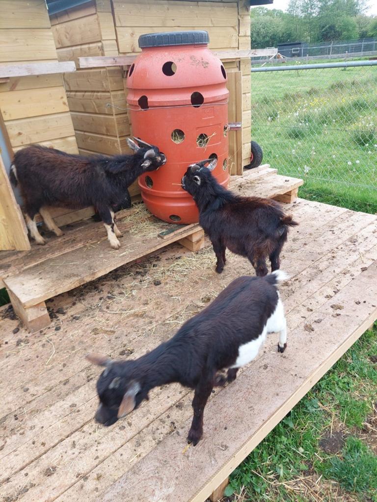 Dwerggeitjes, Dieren en Toebehoren, Meerdere dieren, Geit