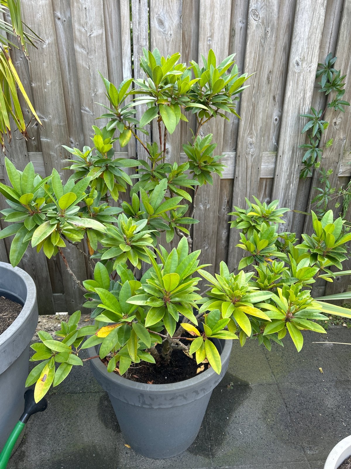Rhododendron in pot, Vaste plant, Bloeit niet, Halfschaduw, Ophalen